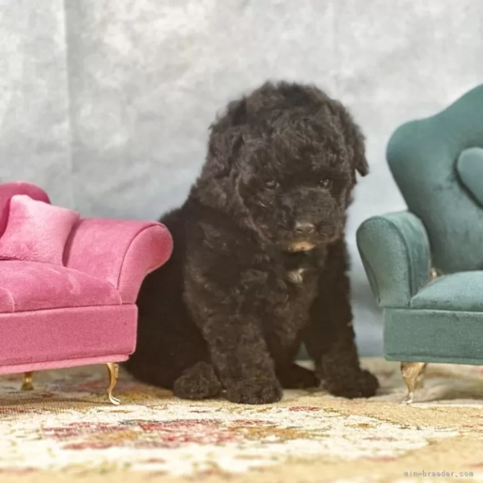 トイプードル(京都府・女の子・2025/11/28・グレー)の子犬情報! | 管野 真美ブリーダー(1014)