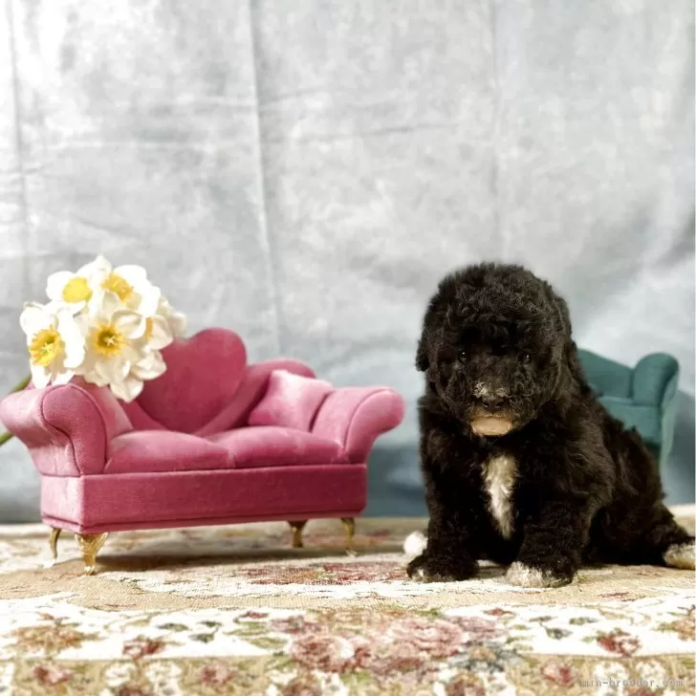 トイプードル(京都府・女の子・2025/11/28・グレー)の子犬情報! | 管野 真美ブリーダー(1015)