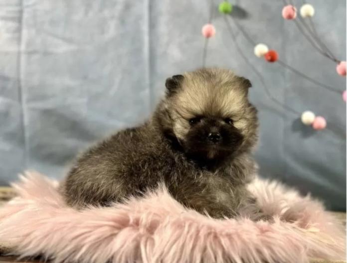 ポメラニアン(京都府・男の子・2025/12/01・ウルフセーブル)の子犬情報! | 管野 真美ブリーダー(1017)