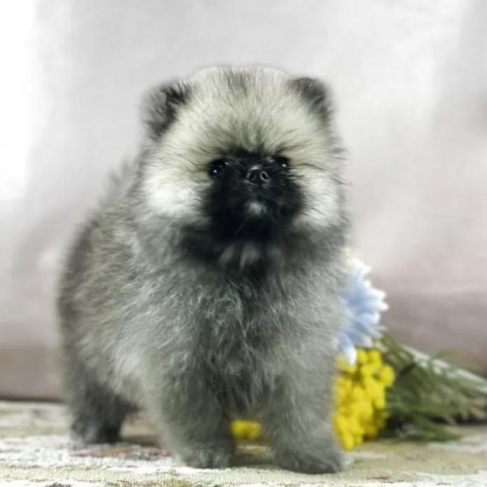 ポメラニアン(京都府・男の子・2025/12/01・ウルフセーブル)の子犬情報! | 管野 真美ブリーダー(1017)