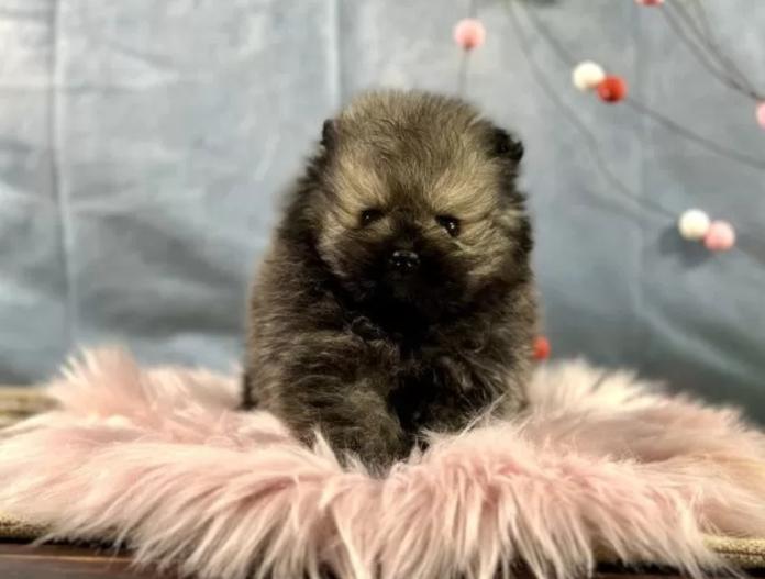 ポメラニアン(京都府・男の子・2025/12/01・ウルフセーブル)の子犬情報! | 管野 真美ブリーダー(1018)