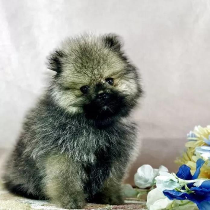 ポメラニアン(京都府・男の子・2025/12/01・ウルフセーブル)の子犬情報! | 管野 真美ブリーダー(1018)