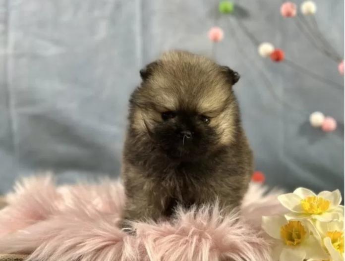 ポメラニアン(京都府・女の子・2025/12/01・クリームセーブル)の子犬情報! | 管野 真美ブリーダー(1019)