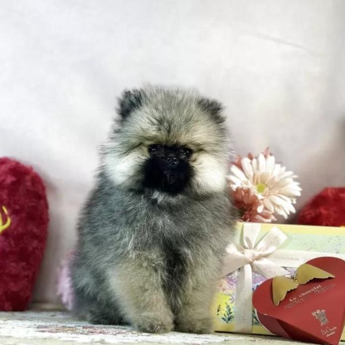 ポメラニアン(京都府・女の子・2025/12/01・クリームセーブル)の子犬情報! | 管野 真美ブリーダー(1019)