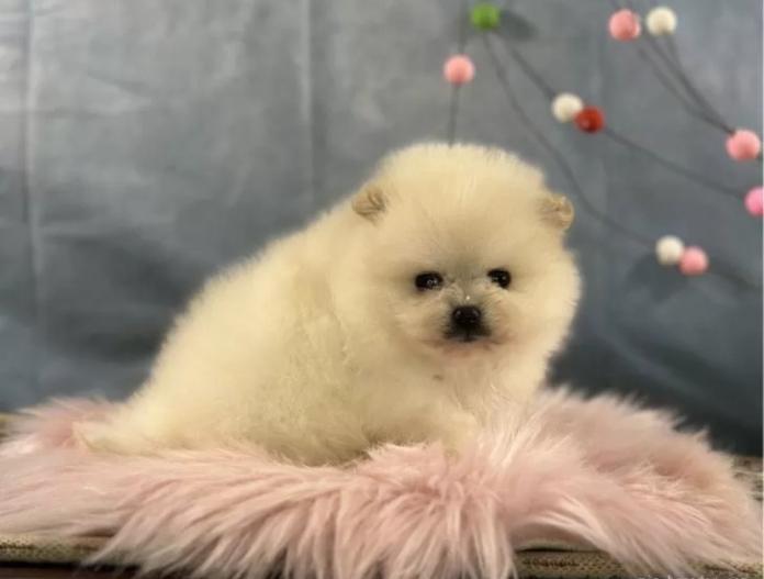 ポメラニアン(京都府・男の子・2025/12/01・クリーム)の子犬情報! | 管野 真美ブリーダー(1020)