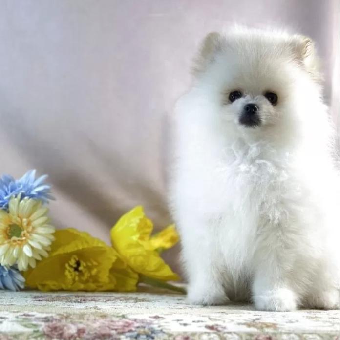 ポメラニアン(京都府・男の子・2025/12/01・クリーム)の子犬情報! | 管野 真美ブリーダー(1020)