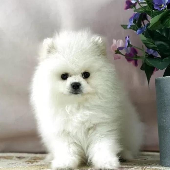 ポメラニアン(京都府・男の子・2025/12/01・ホワイト)の子犬情報! | 管野 真美ブリーダー(1088)