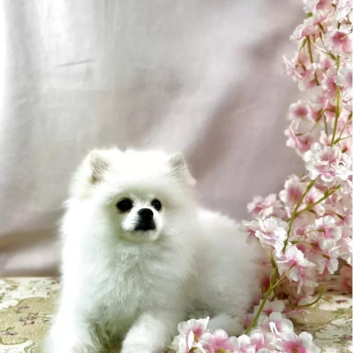 ポメラニアン(京都府・男の子・2025/12/01・ホワイト)の子犬情報! | 管野 真美ブリーダー(1088)
