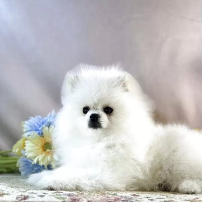 ポメラニアン(京都府・男の子・2025/12/01・ホワイト)の子犬情報! | 管野 真美ブリーダー(1088)