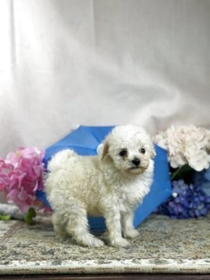 トイプードル(1474)の子犬情報