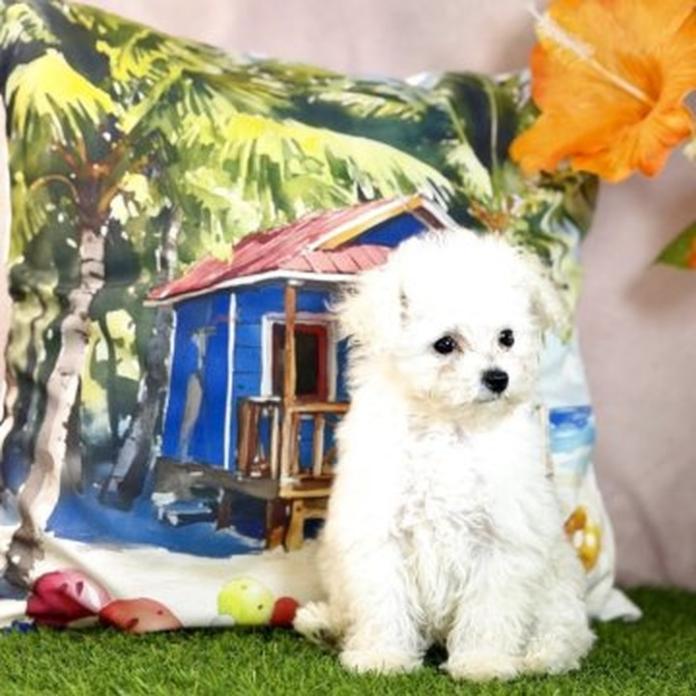 トイプードル(1474)の子犬情報