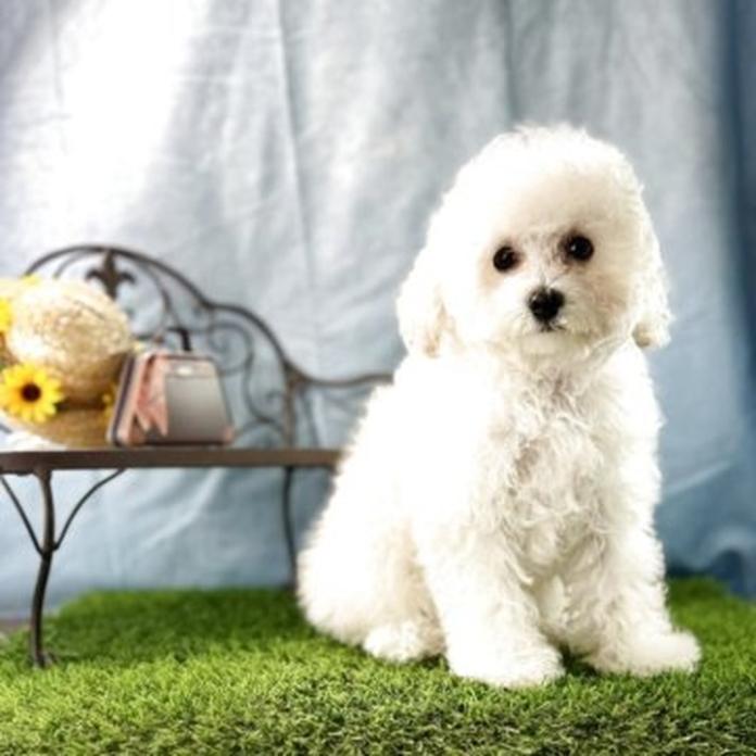 トイプードル(1477)の子犬情報