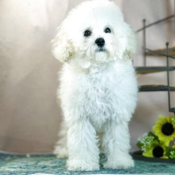 トイプードル(1477)の子犬情報