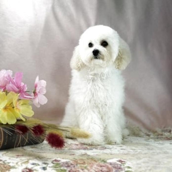 トイプードル(1477)の子犬情報