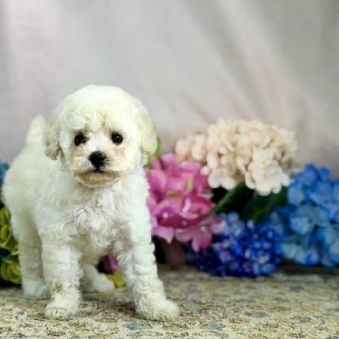 トイプードル(1477)の子犬情報