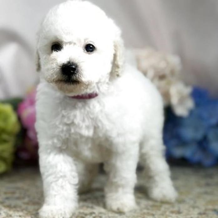 トイプードル(1478)の子犬情報