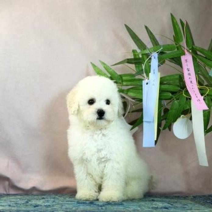 トイプードル(1479)の子犬情報