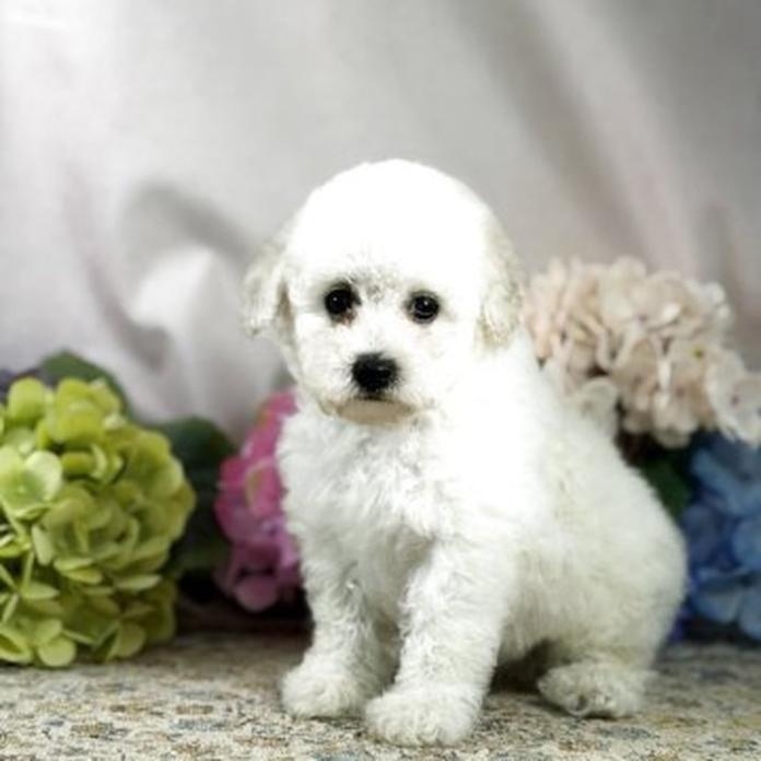トイプードル(1479)の子犬情報