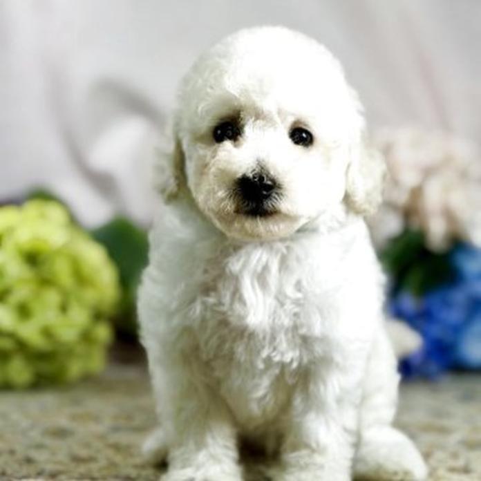 トイプードル(1480)の子犬情報