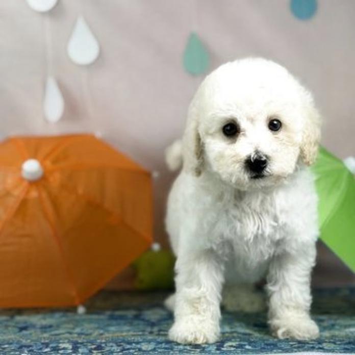 トイプードル(1480)の子犬情報