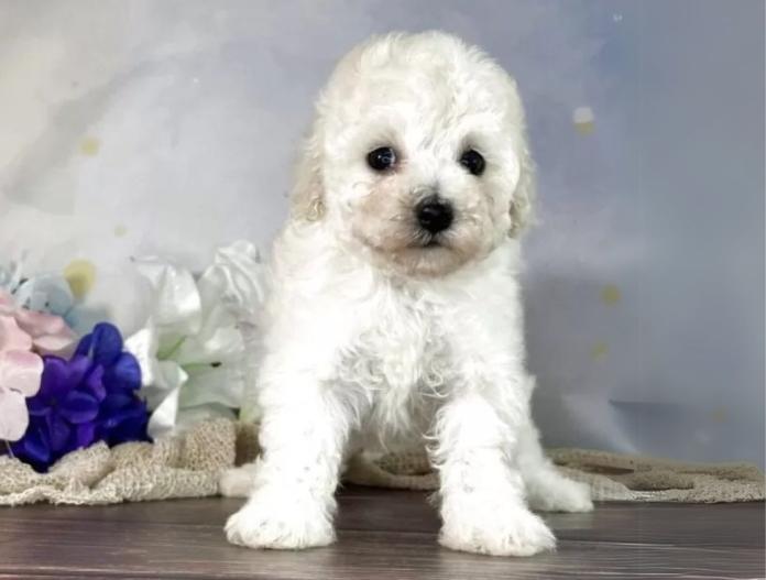 犬のプロフィール画像