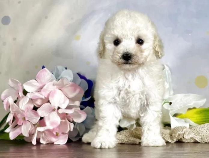 犬のプロフィール画像