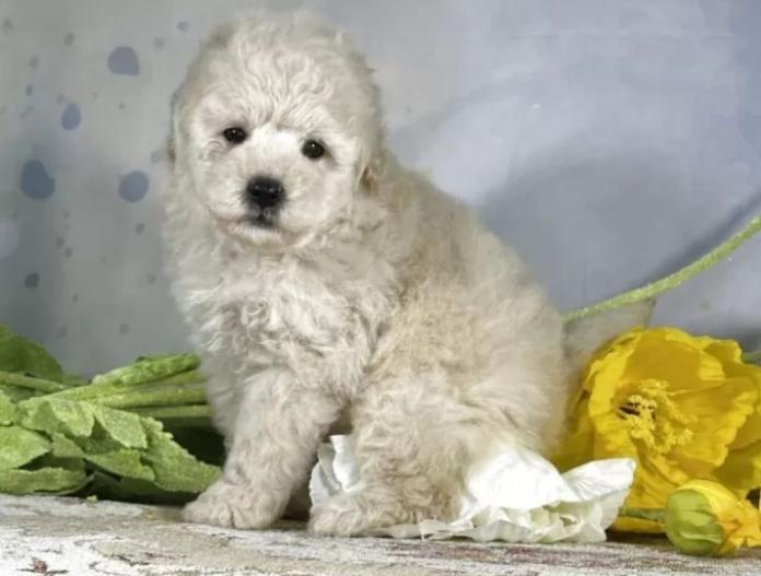 犬のプロフィール画像