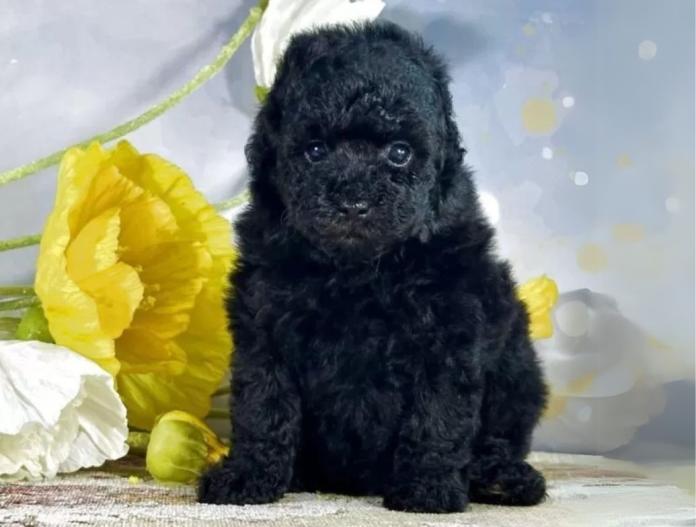 犬のプロフィール画像