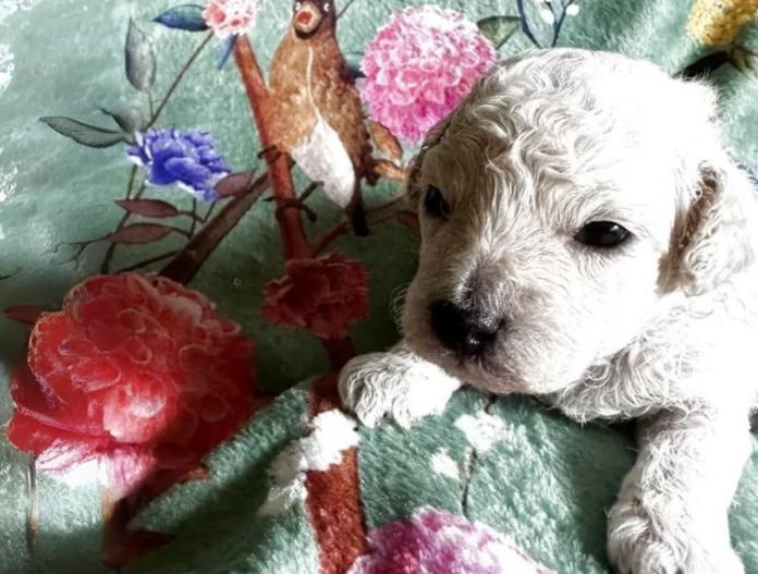 犬のプロフィール画像