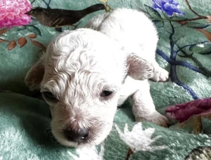 犬のプロフィール画像
