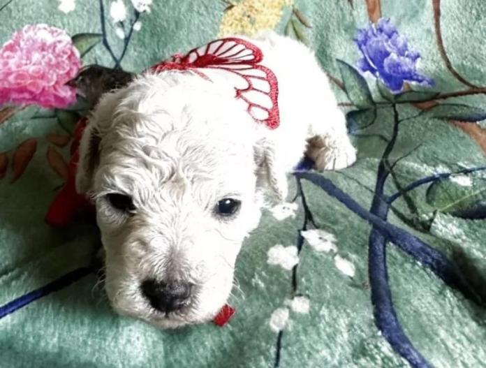 犬のプロフィール画像