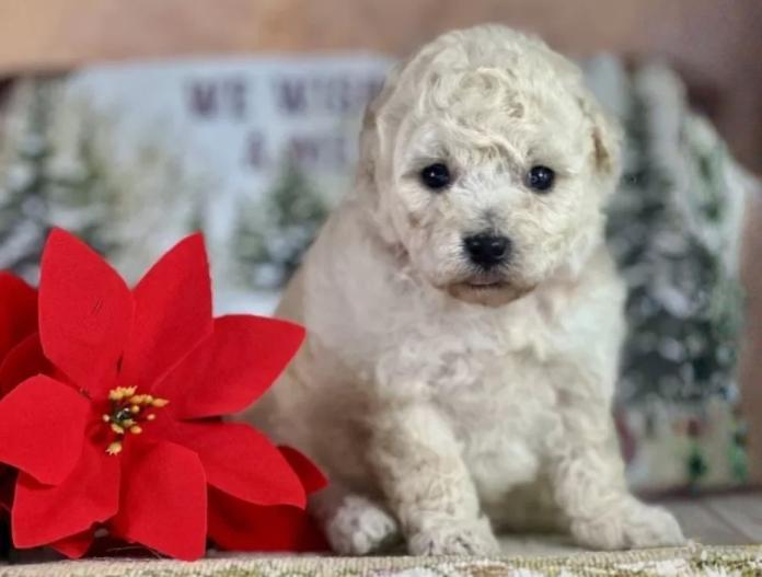 トイプードル(京都府・女の子・2025/11/20・ホワイト)の子犬情報! | 管野 真美ブリーダー(954)