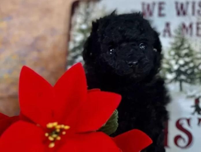 トイプードル(京都府・男の子・2025/11/20・ブラック)の子犬情報! | 管野 真美ブリーダー(955)