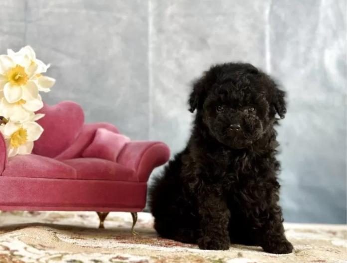 トイプードル(京都府・男の子・2025/11/20・ブラック)の子犬情報! | 管野 真美ブリーダー(955)