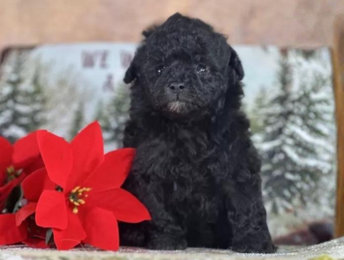 トイプードル(京都府・女の子・2025/11/20・グレー)の子犬情報! | 管野 真美ブリーダー(956)