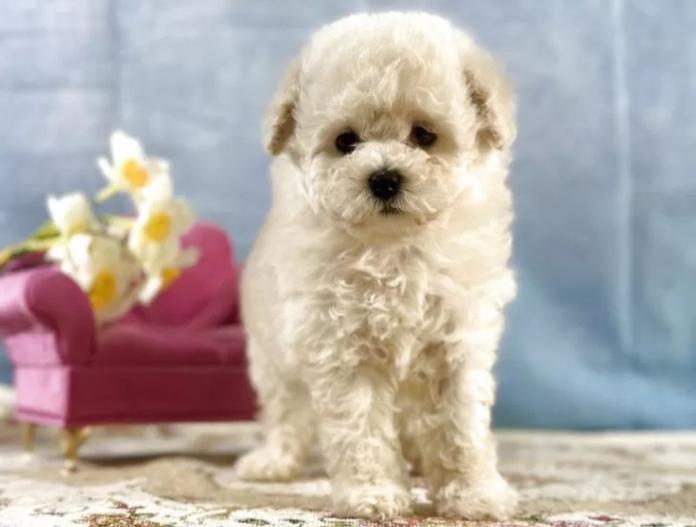 トイプードル(京都府・女の子・2025/11/20・ホワイト)の子犬情報! | 管野 真美ブリーダー(957)