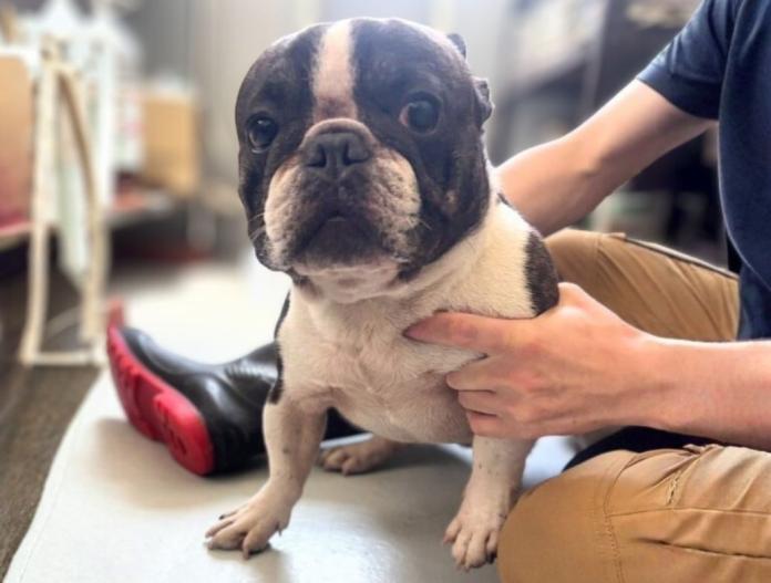 犬のプロフィール画像