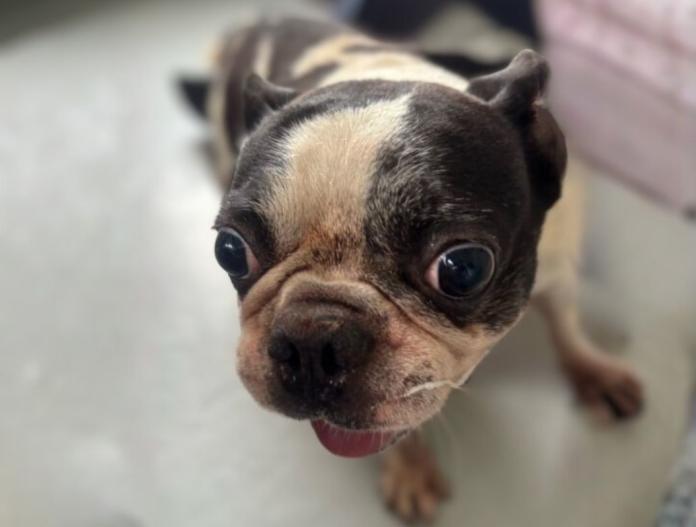 犬のプロフィール画像