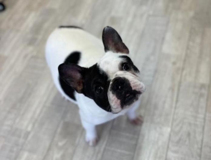 犬のプロフィール画像