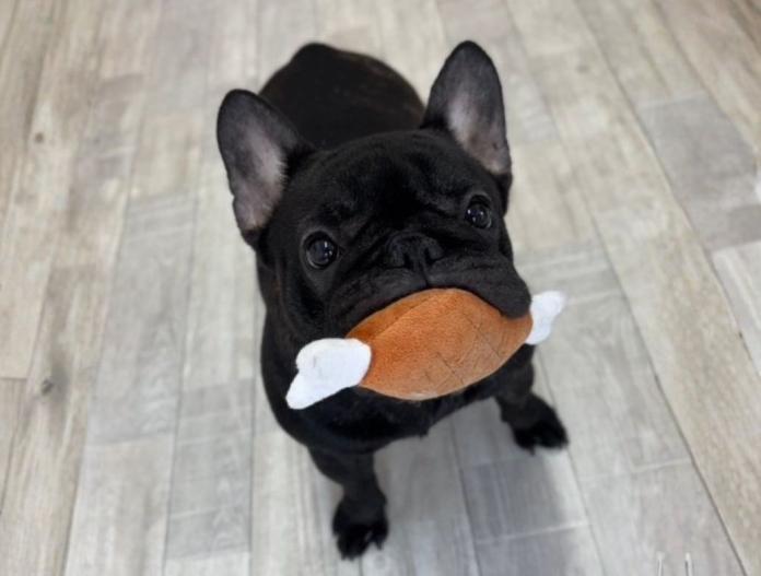 犬のプロフィール画像