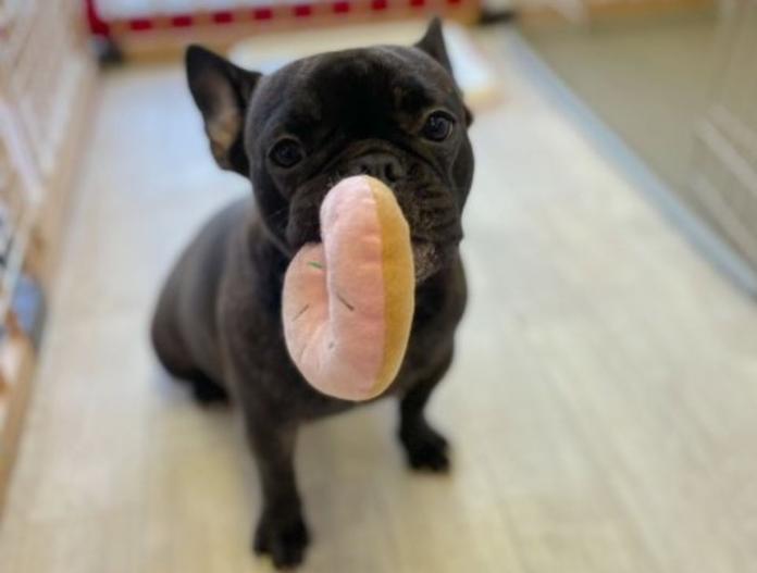 犬のプロフィール画像