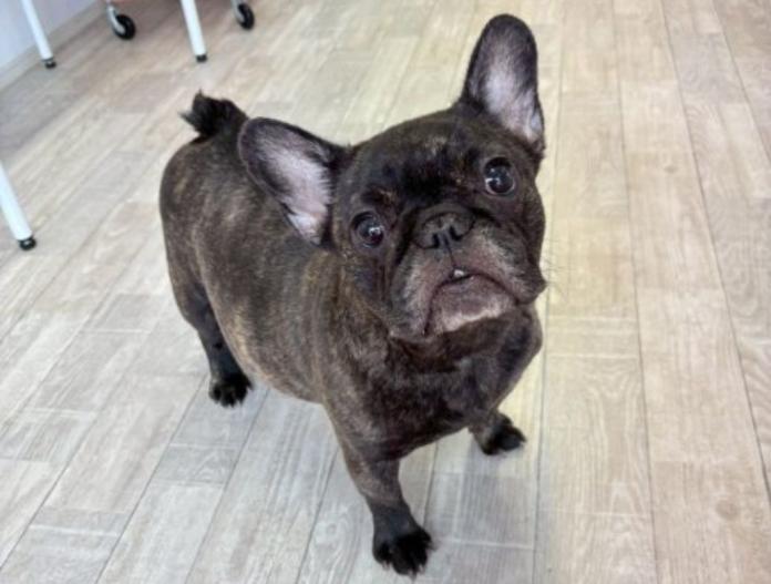 犬のプロフィール画像