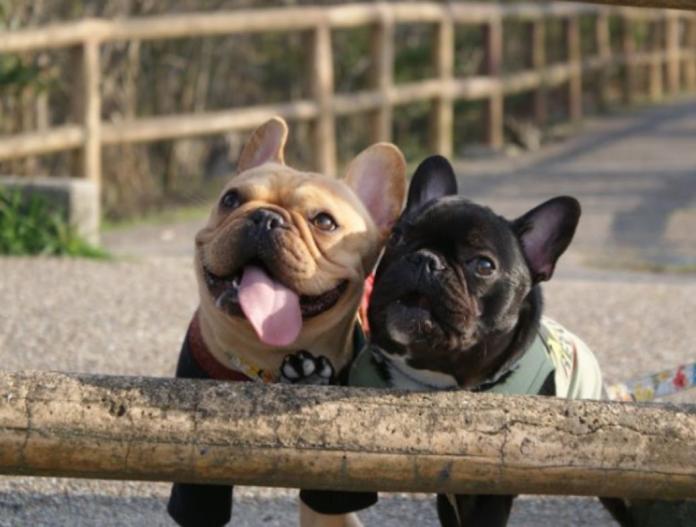 ブリーダー、犬に関する画像