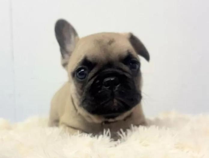 犬のプロフィール画像