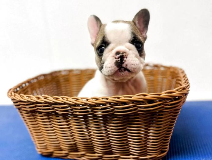 犬のプロフィール画像