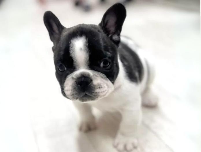 犬のプロフィール画像