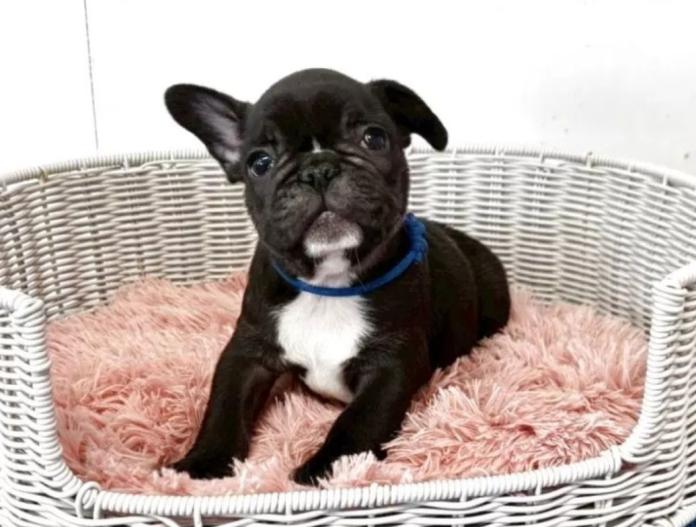 フレンチブルドッグ(三重県・男の子・2025/10/04・ブリンドル)の子犬情報! | 伊佐治 しのぶブリーダー(843)