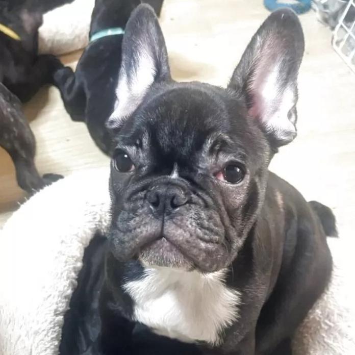 フレンチブルドッグ(三重県・男の子・2025/10/04・ブリンドル)の子犬情報! | 伊佐治 しのぶブリーダー(843)