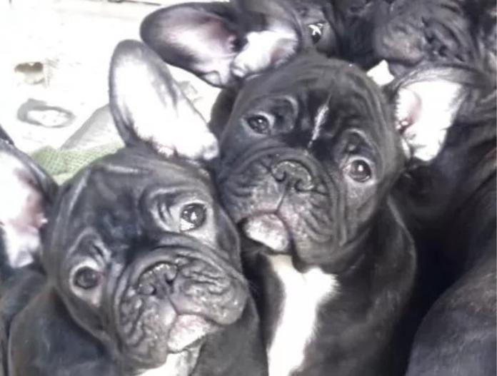 フレンチブルドッグ(三重県・男の子・2025/10/04・ブリンドル)の子犬情報! | 伊佐治 しのぶブリーダー(844)