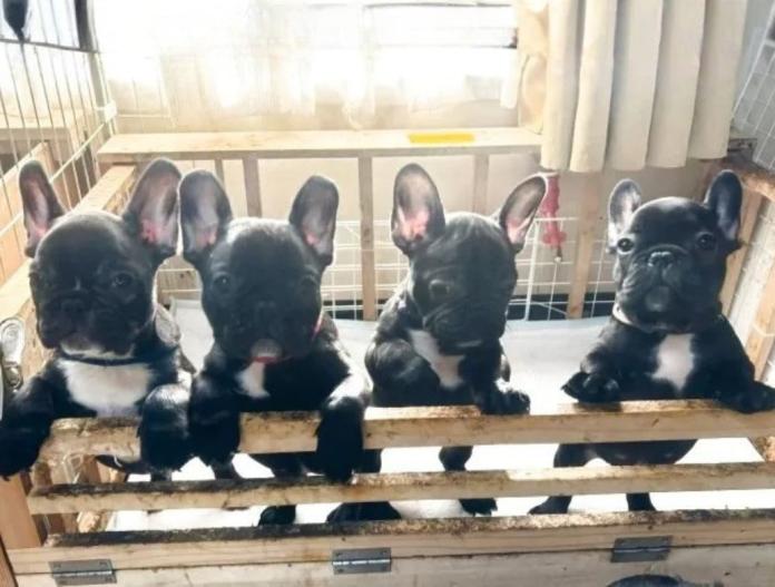 フレンチブルドッグ(三重県・女の子・2025/10/04・ブリンドル)の子犬情報! | 伊佐治 しのぶブリーダー(845)